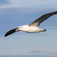 White-capped Albatross